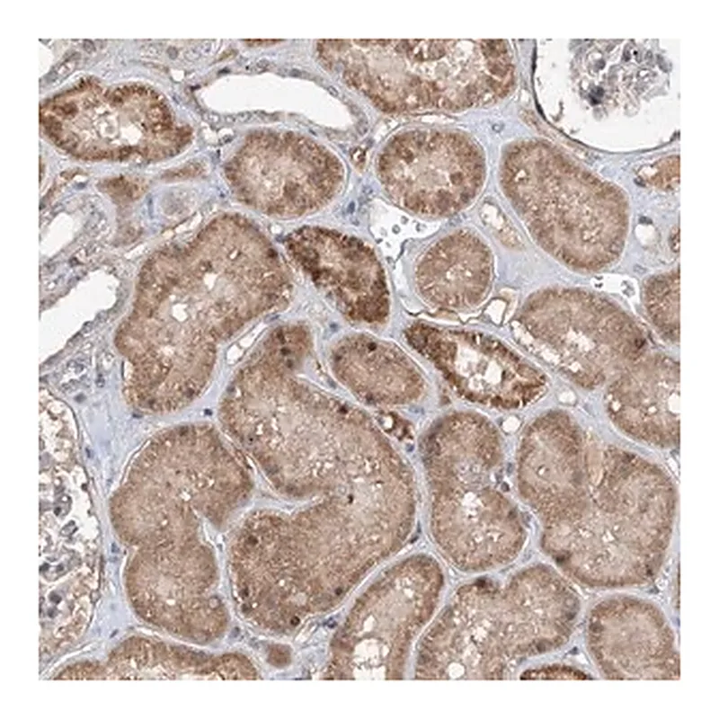 Merck Anti-FAM135A antibody produced in rabbit