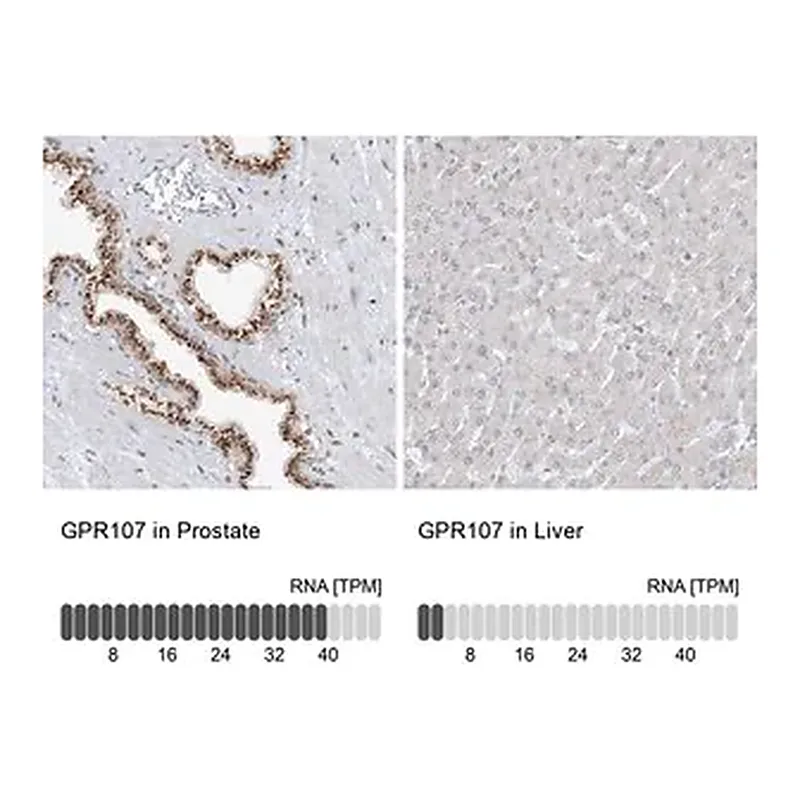 Merck Anti-GPR107 antibody produced in rabbit