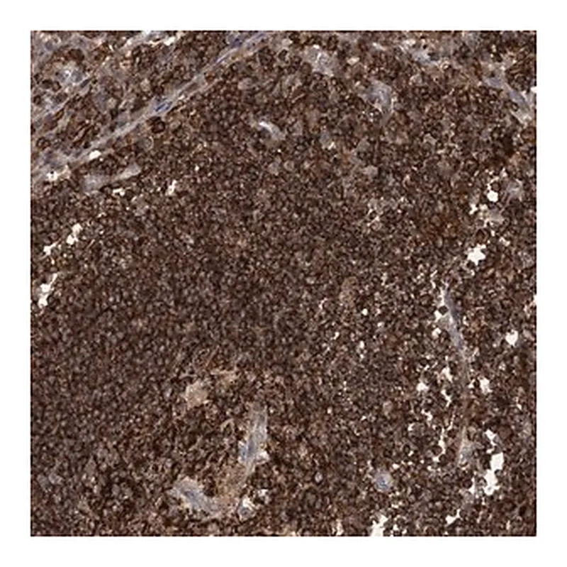 Merck Anti-AK9 antibody produced in rabbit