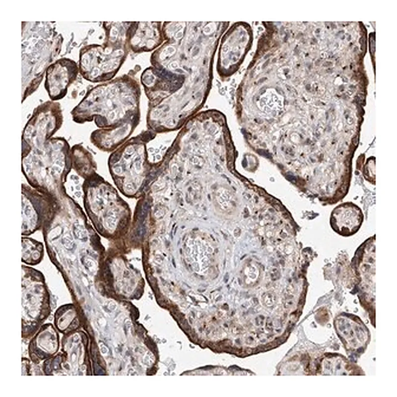 Merck Anti-MFSD4B antibody produced in rabbit