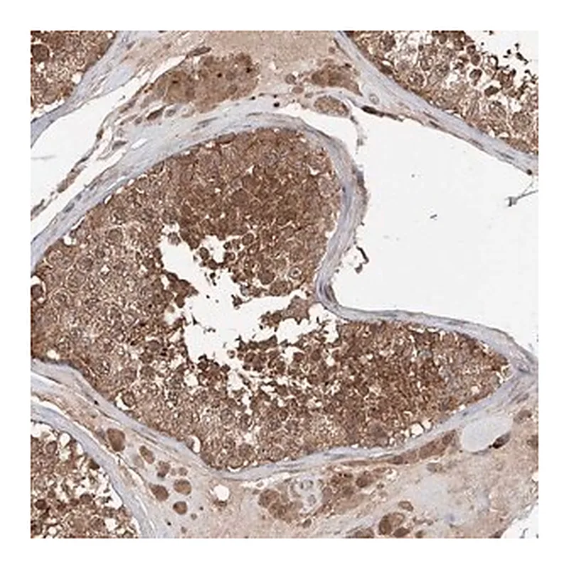 Merck Anti-FAM135A antibody produced in rabbit
