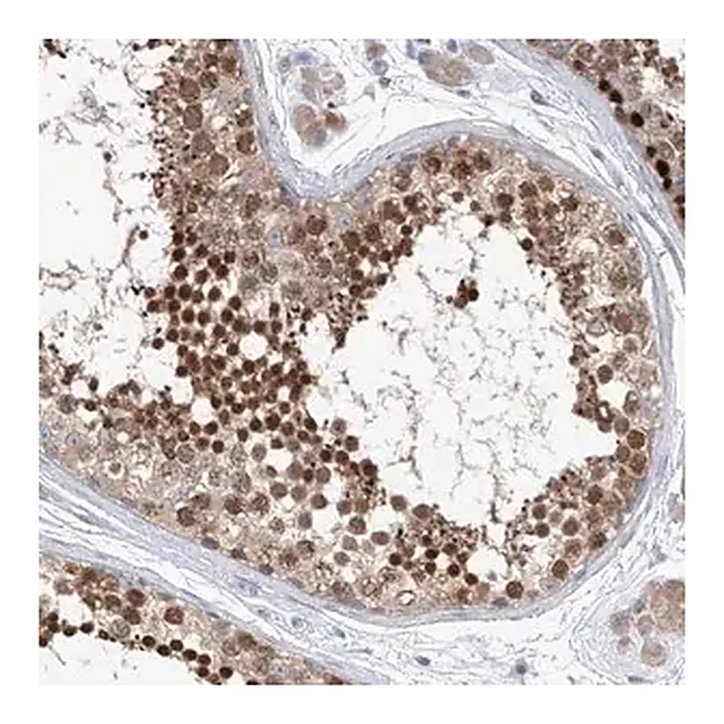 Merck Anti-REC8 antibody produced in rabbit