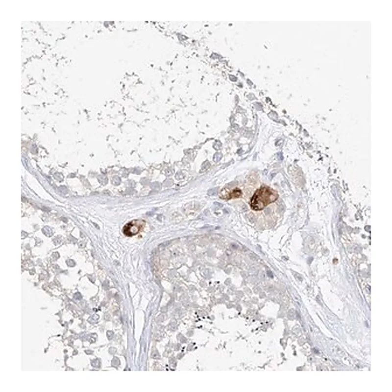 Merck Anti-ZZEF1 antibody produced in rabbit
