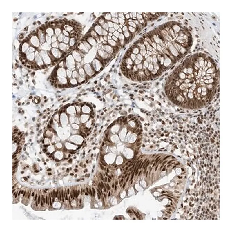 Merck Anti-AURKAIP1 antibody produced in rabbit