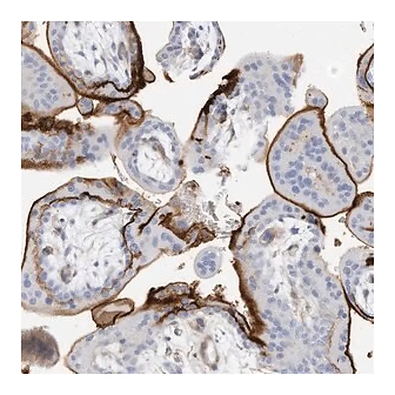 Merck Anti-TXNDC9 antibody produced in rabbit