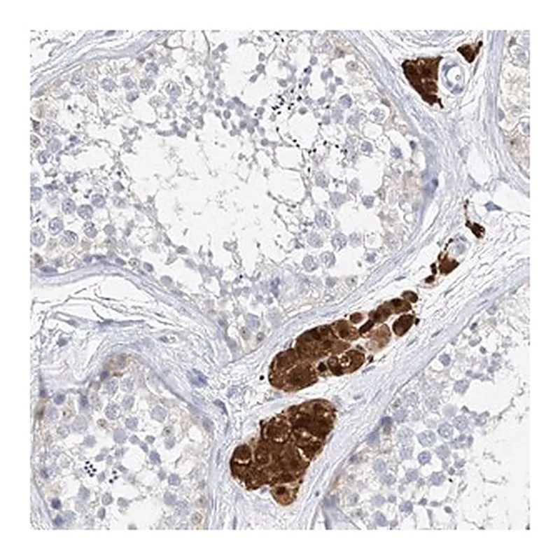 Merck Anti-ZZEF1 antibody produced in rabbit