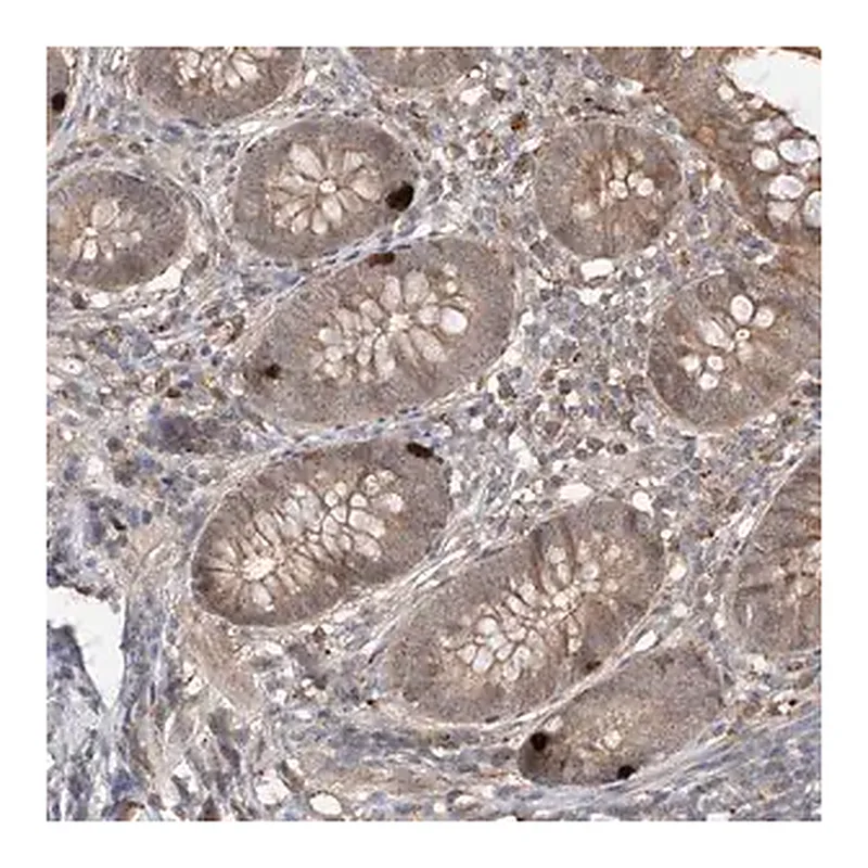 Merck Anti-CACNA2D4 antibody produced in rabbit