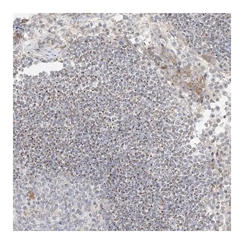 Merck Anti-UST antibody produced in rabbit