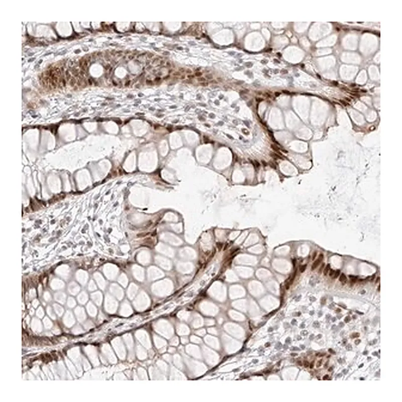 Merck Anti-PLEKHG1 antibody produced in rabbit
