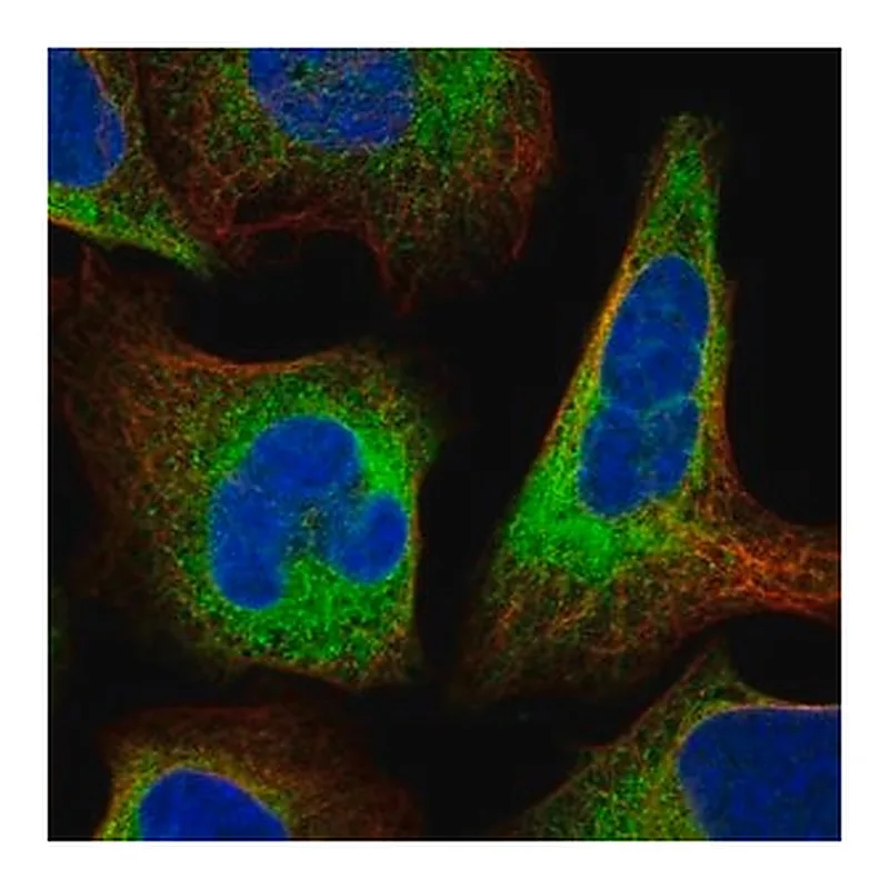 Merck Anti-MOK antibody produced in rabbit