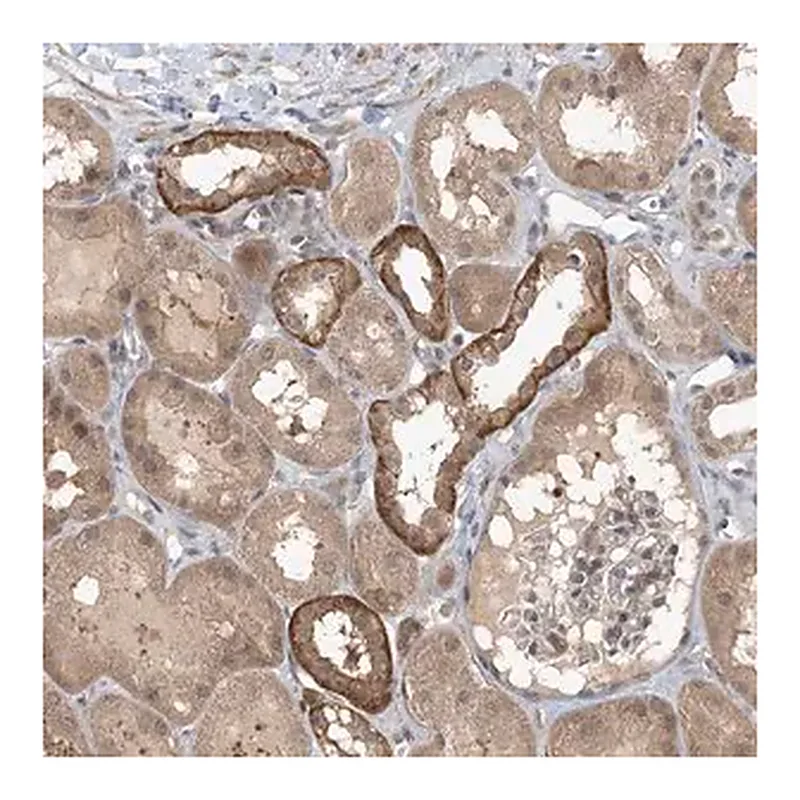 Merck Anti-ZC3H12A antibody produced in rabbit