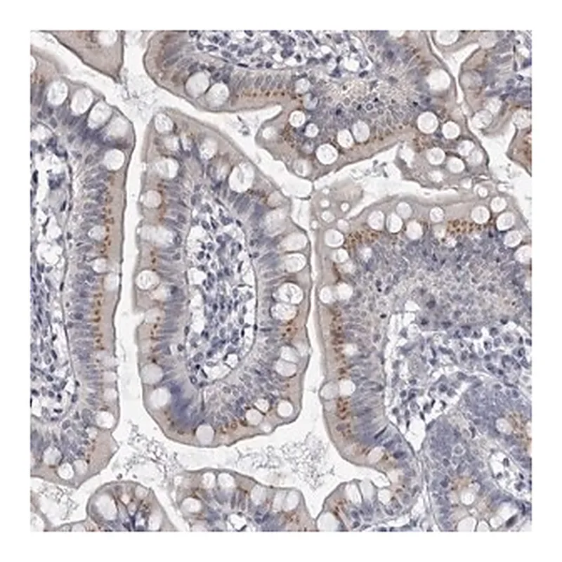 Merck Anti-MYOC antibody produced in rabbit