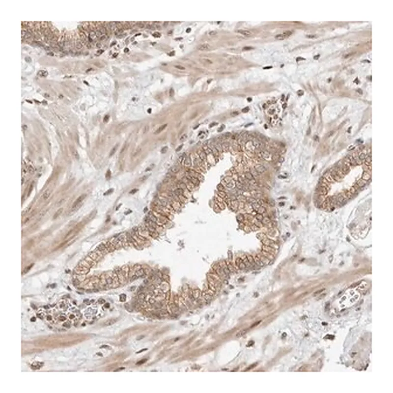 Merck Anti-ALKAL1 antibody produced in rabbit