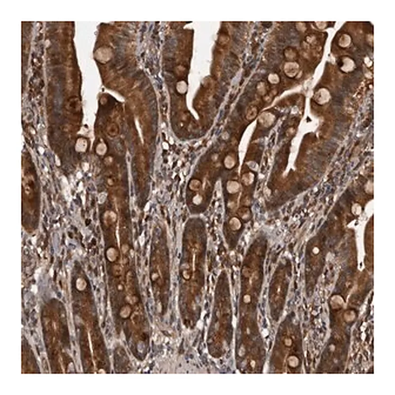Merck Anti-SERTAD4 antibody produced in rabbit