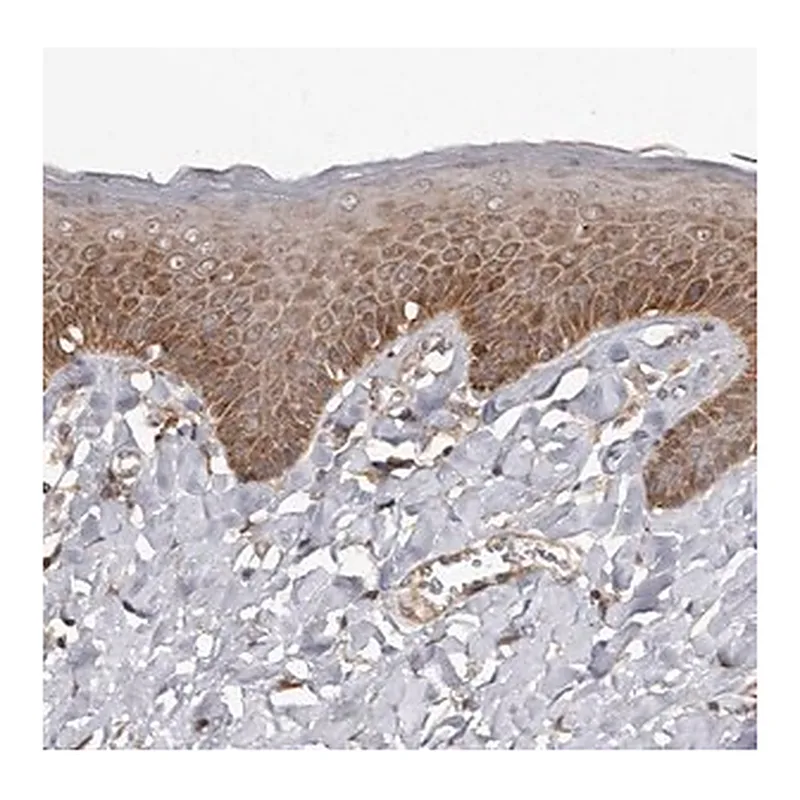 Merck Anti-WEE2 antibody produced in rabbit