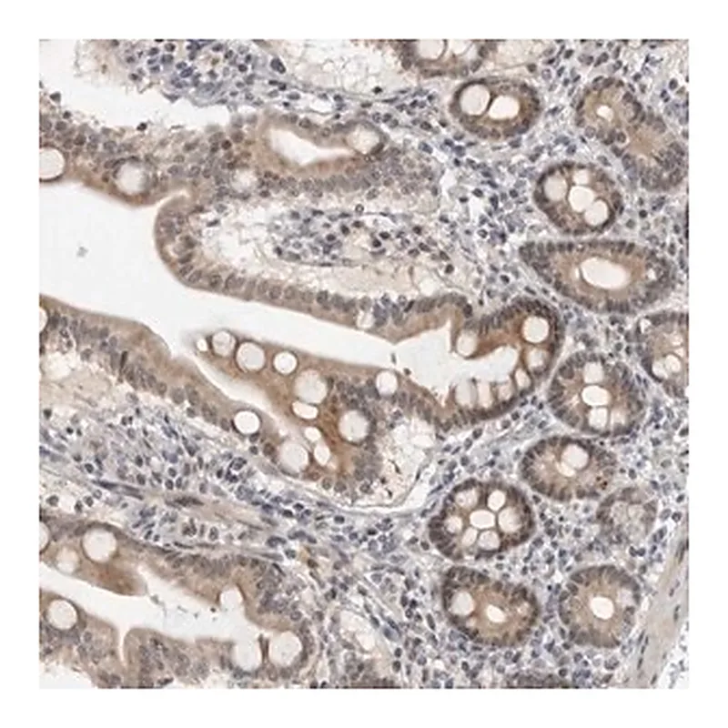 Merck Anti-ALPK2 antibody produced in rabbit