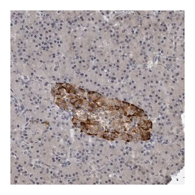 Merck Anti-RC3H1 antibody produced in rabbit