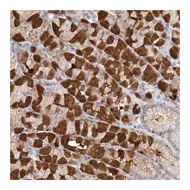 Merck Anti-MDH1 antibody produced in rabbit