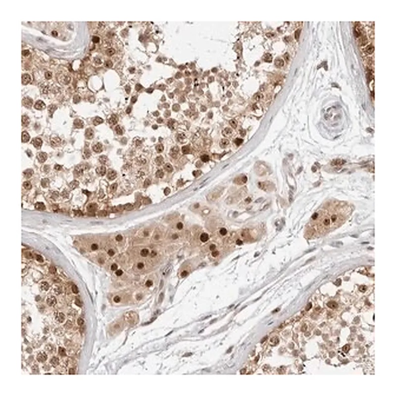 Merck Anti-C8orf48 antibody produced in rabbit