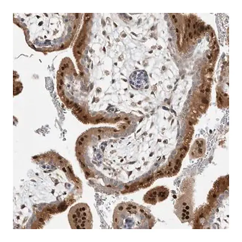 Merck Anti-NAB2 antibody produced in rabbit