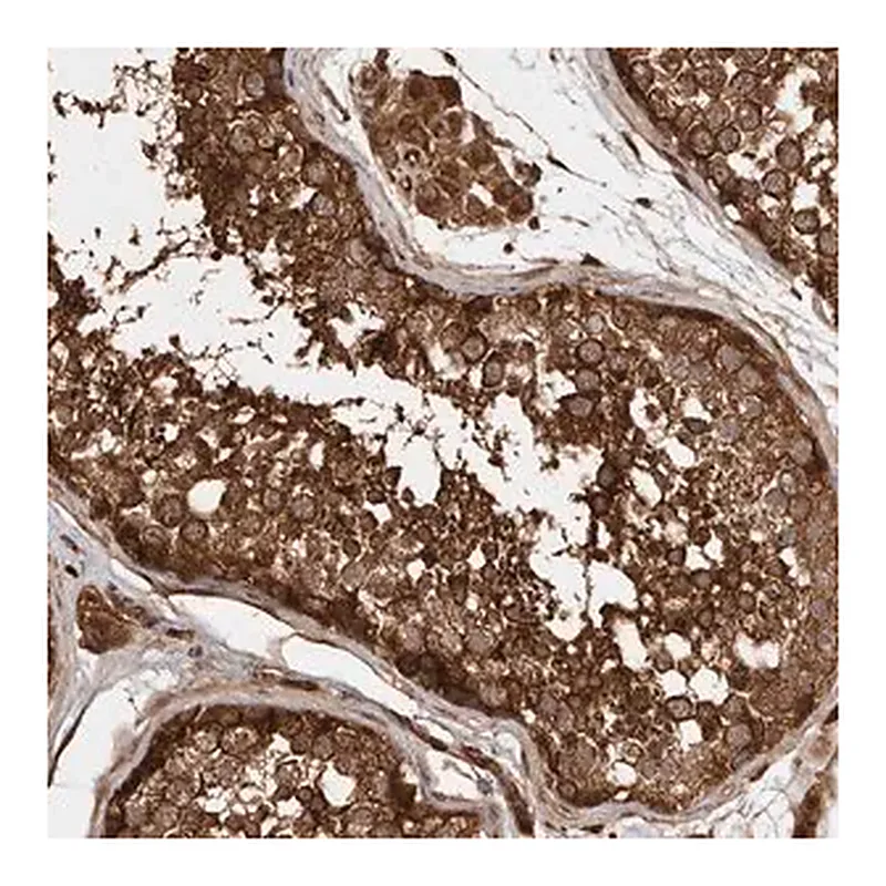Merck Anti-STK36 antibody produced in rabbit