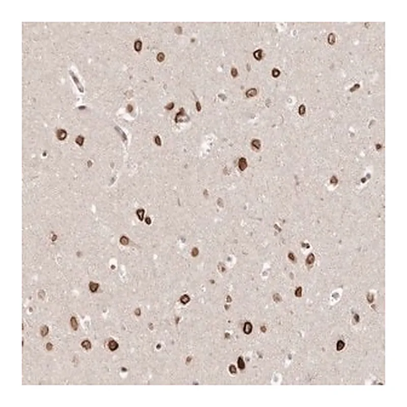 Merck Anti-GSG2 antibody produced in rabbit