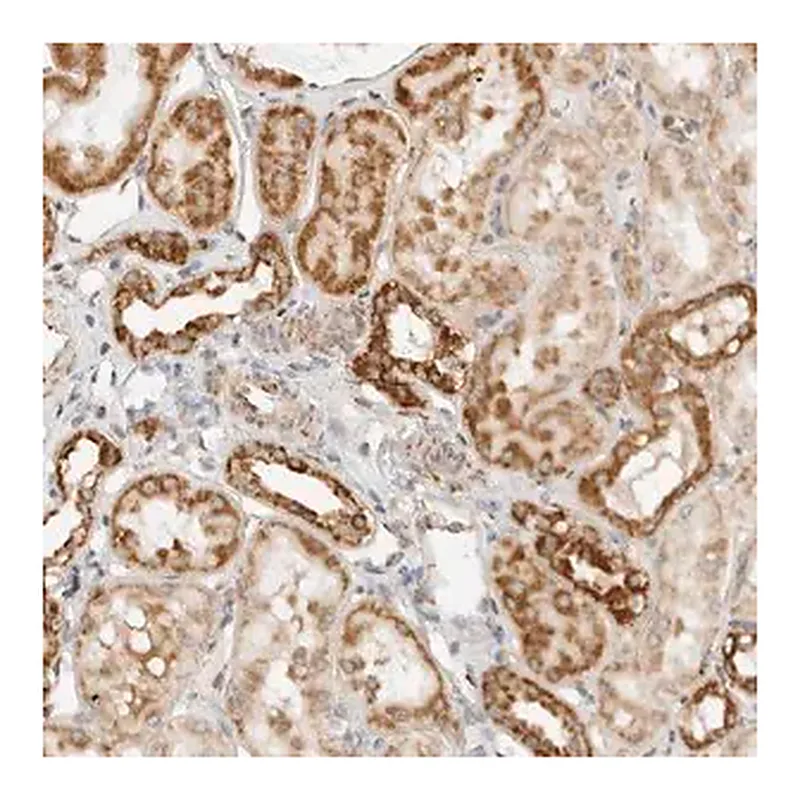 Merck Anti-RC3H1 antibody produced in rabbit