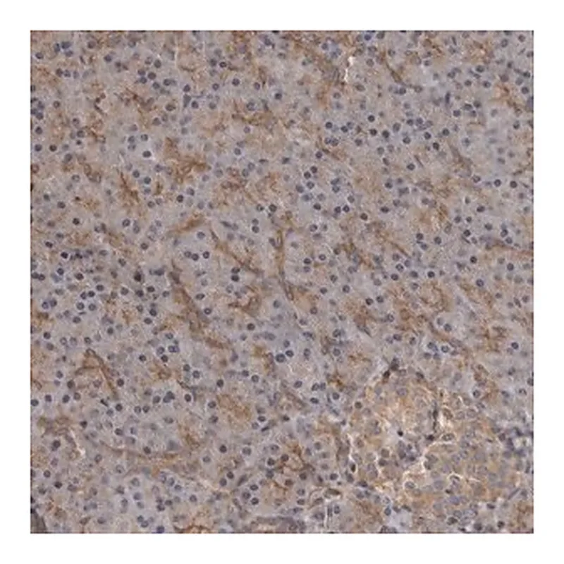 Merck Anti-ZNRF1 antibody produced in rabbit