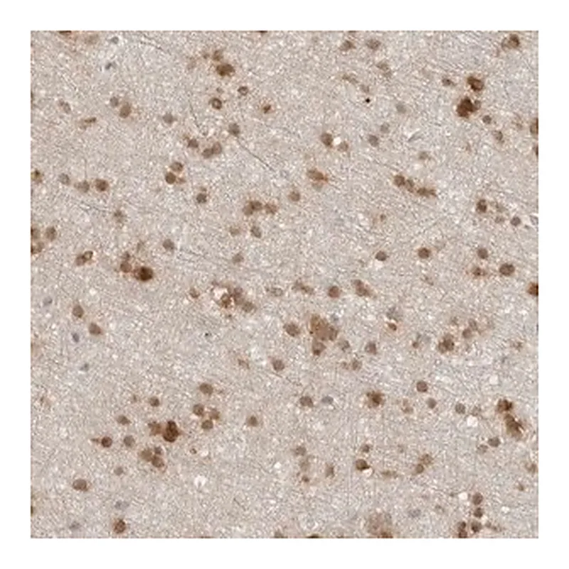 Merck Anti-CC2D1B antibody produced in rabbit