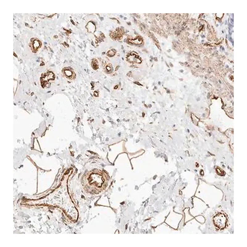 Merck Anti-NUS1 antibody produced in rabbit