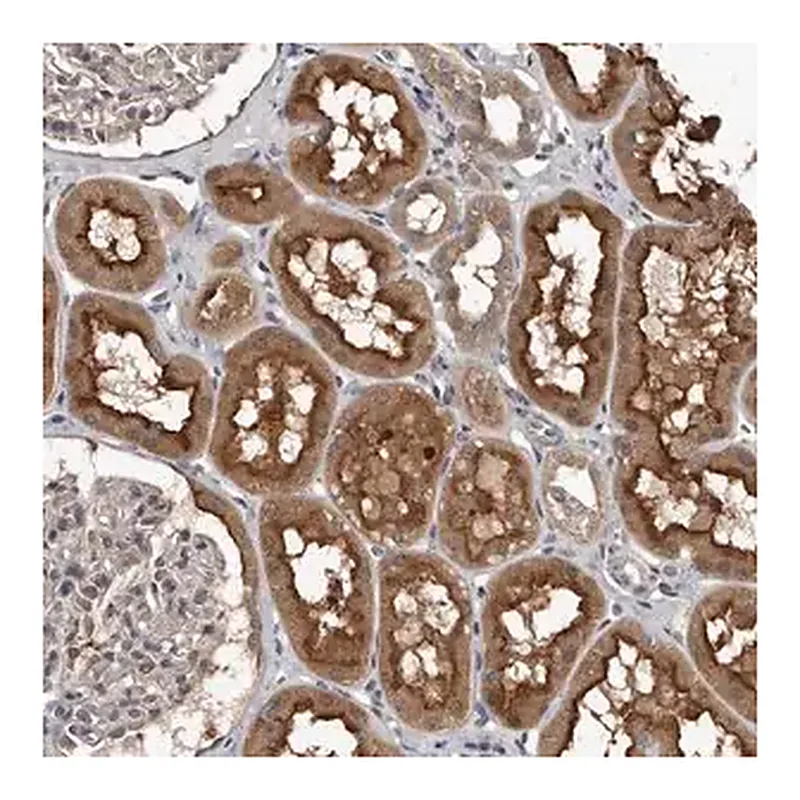 Merck Anti-GRB10 antibody produced in rabbit