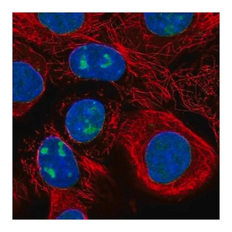 Merck Anti-WDR3 antibody produced in rabbit