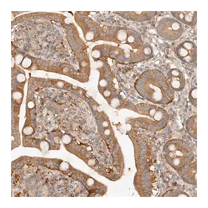 Merck Anti-HECTD3 antibody produced in rabbit