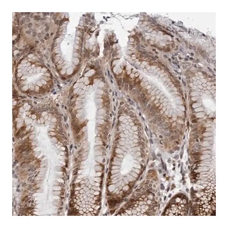 Merck Anti-GCSAML antibody produced in rabbit