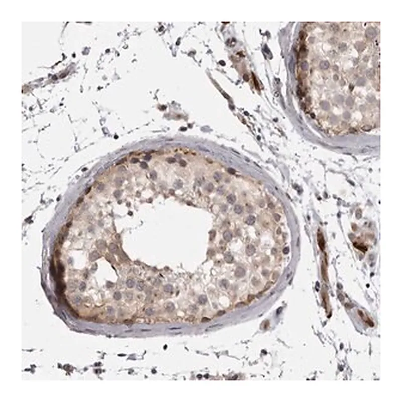Merck Anti-EPHA10 antibody produced in rabbit