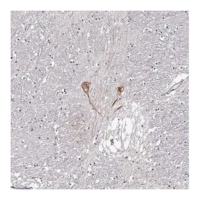 Merck Anti-GNRH1 antibody produced in rabbit