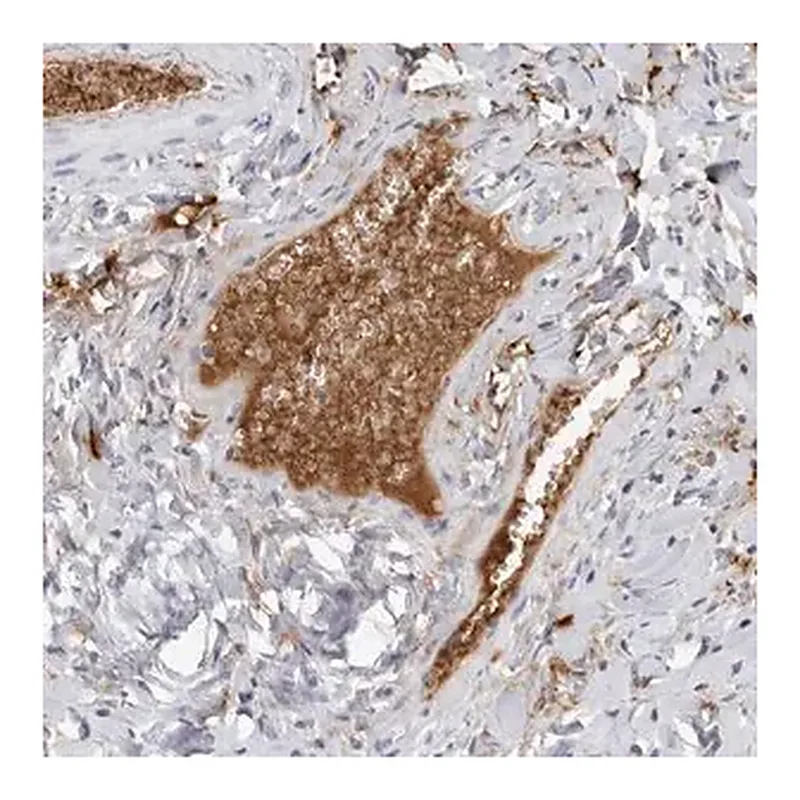Merck Anti-FGG antibody produced in rabbit