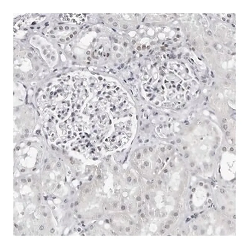 Merck Anti-VEZF1 antibody produced in rabbit