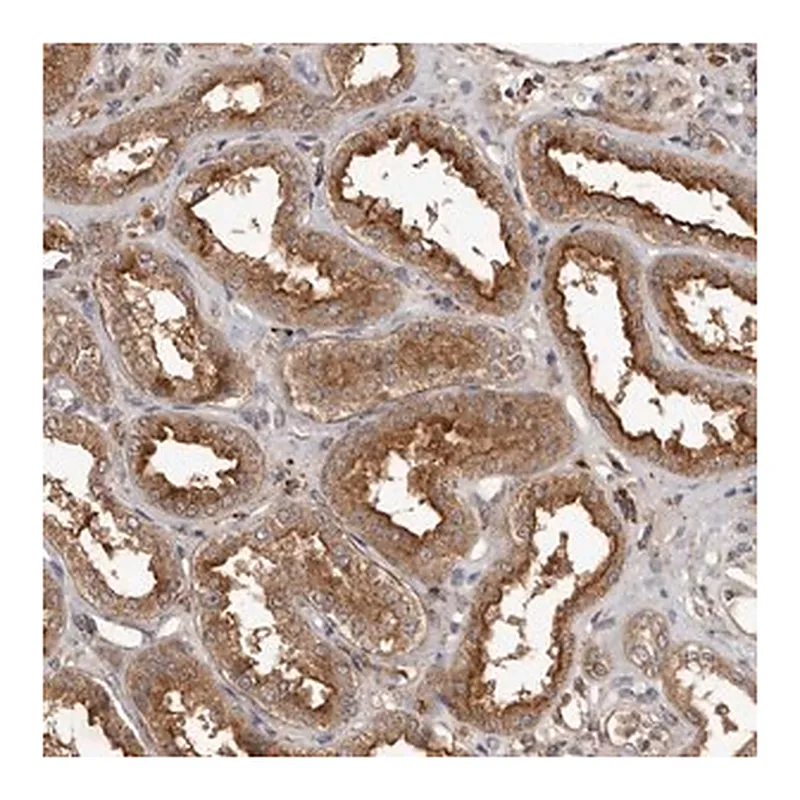 Merck Anti-RWDD1 antibody produced in rabbit