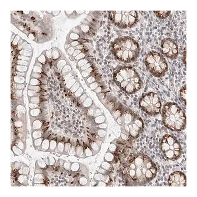 Merck Anti-FOXK2 antibody produced in rabbit