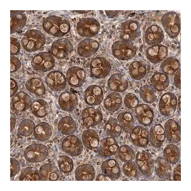 Merck Anti-GOT1L1 antibody produced in rabbit