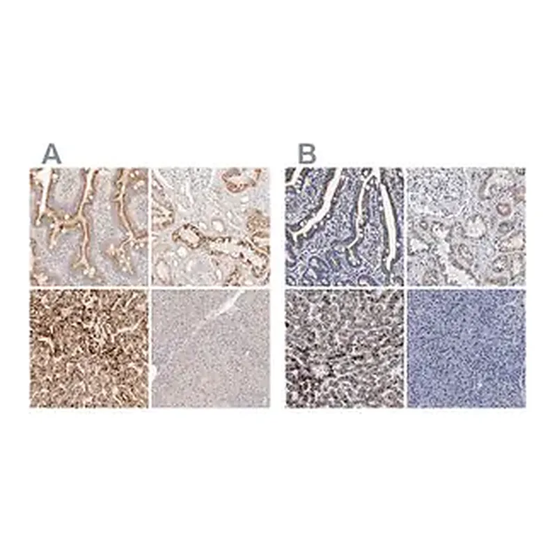Merck Anti-ACOX1 antibody produced in rabbit