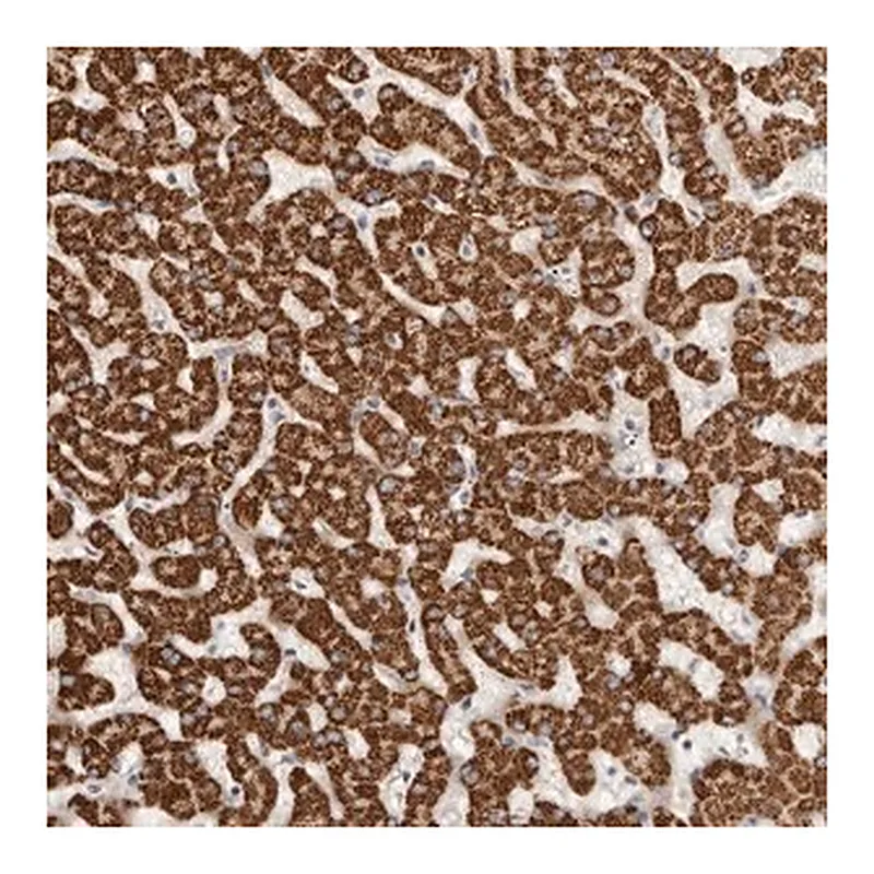 Merck Anti-LCORL antibody produced in rabbit