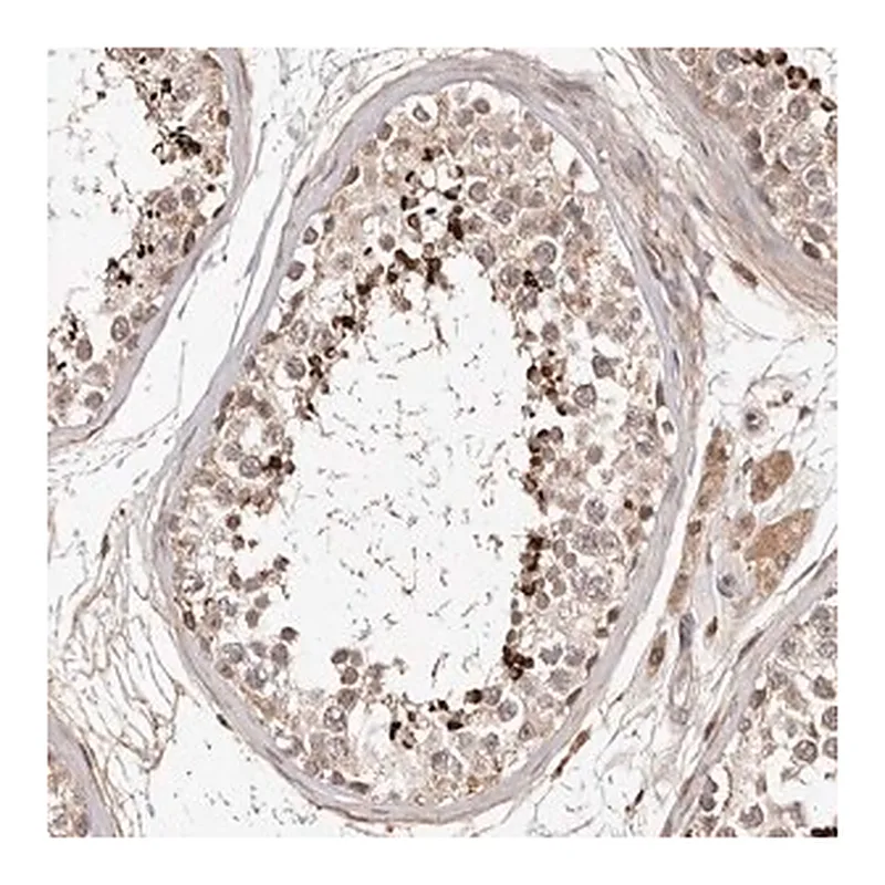 Merck Anti-LCORL antibody produced in rabbit