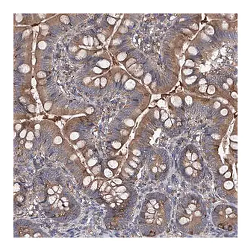 Merck Anti-INPP5B antibody produced in rabbit