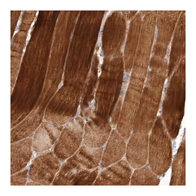 Merck Anti-FLCN antibody produced in rabbit