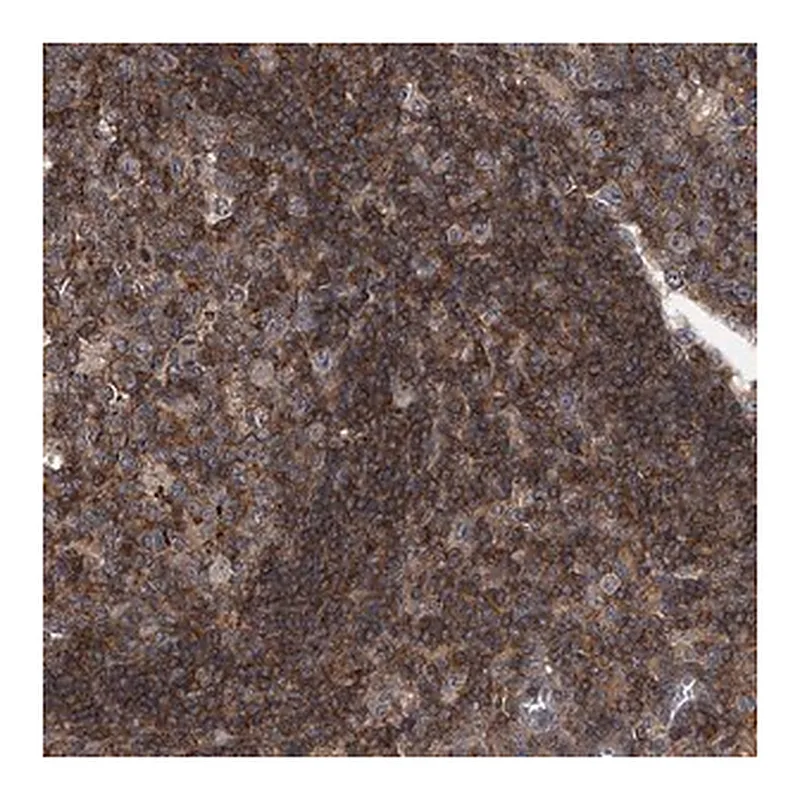 Merck Anti-PAN3 antibody produced in rabbit