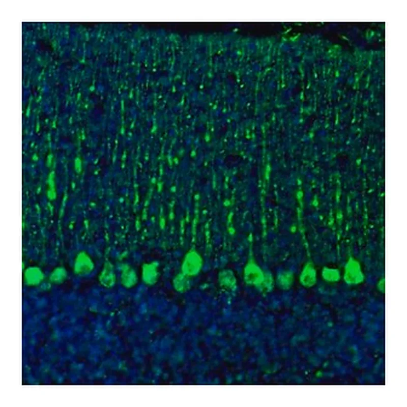 Merck Anti-C21orf59 antibody produced in rabbit