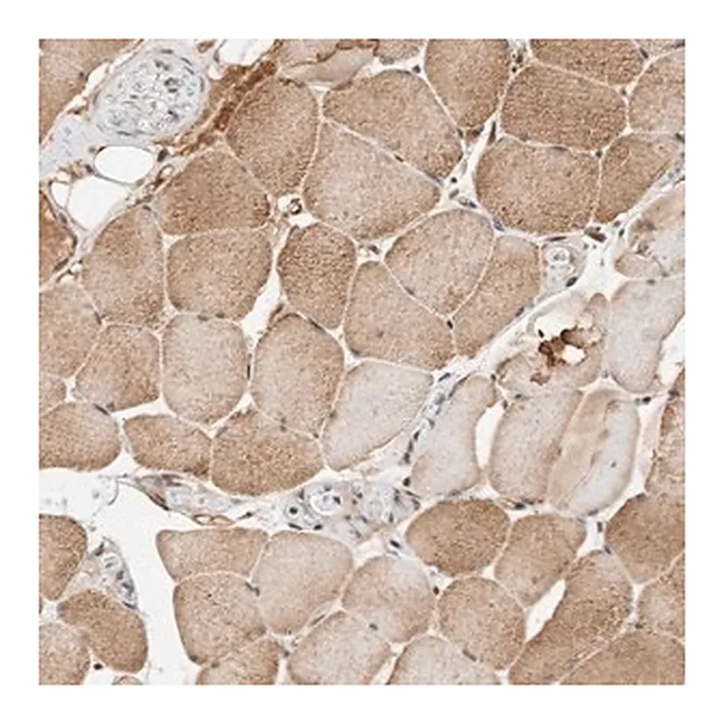 Merck Anti-THTPA antibody produced in rabbit