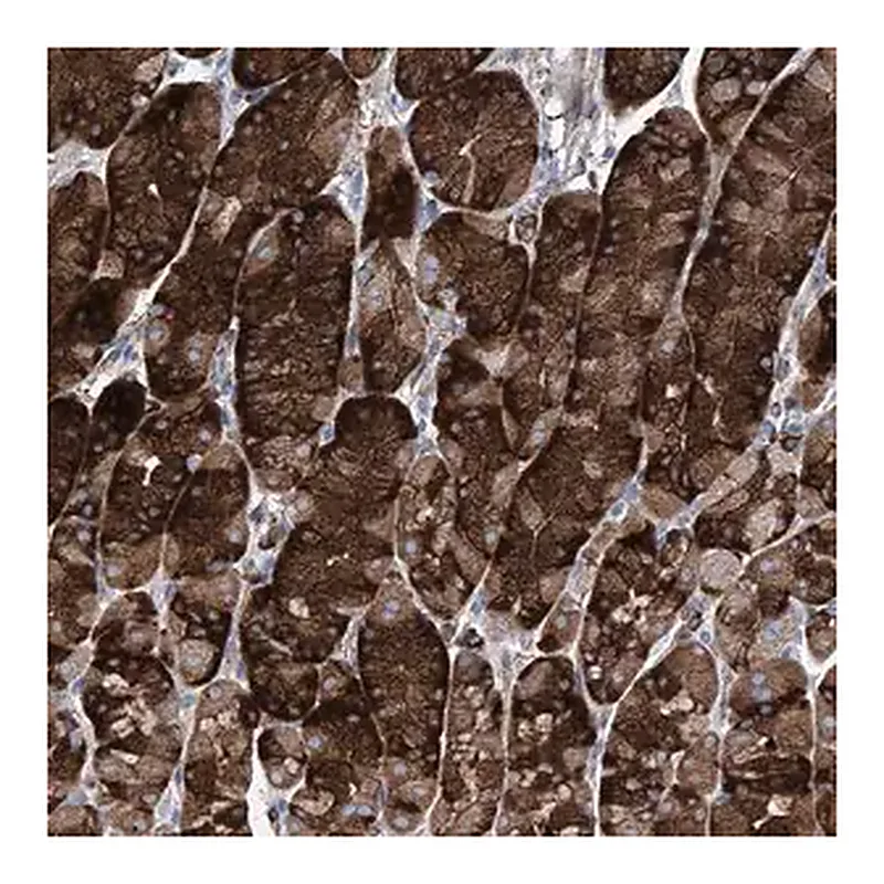 Merck Anti-IFI27 antibody produced in rabbit